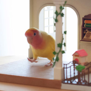 コザクラインコ coco 鳥フォトコンテストvol.017 テーマ「歩く」結果発表