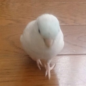 マメルリハ 琥珀 鳥フォトコンテストvol.017 テーマ「歩く」結果発表