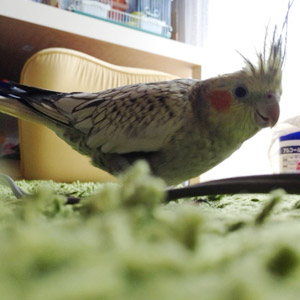 オカメインコ 春 鳥フォトコンテストvol.017 テーマ「歩く」結果発表