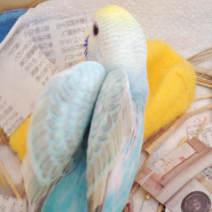 セキセイインコ そうくん 鳥フォトコンテストvol.017 テーマ「歩く」結果発表
