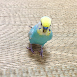 セキセイインコ バード 鳥フォトコンテストvol.017 テーマ「歩く」結果発表