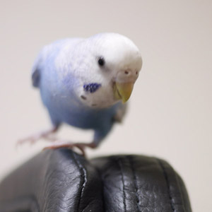 セキセイインコ プル 鳥フォトコンテストvol.017 テーマ「歩く」結果発表