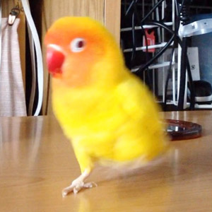 ボタンインコ カキピー 鳥フォトコンテストvol.017 テーマ「歩く」結果発表