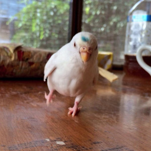 セキセイインコ ハク 鳥フォトコンテストvol.017 テーマ「歩く」結果発表