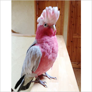 モモイロインコ 天 鳥フォトコンテストvol.017 テーマ「歩く」結果発表