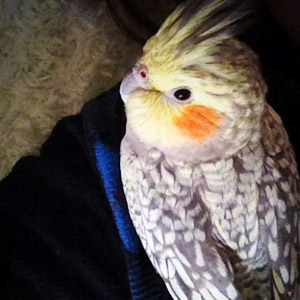 オカメインコ 春 鳥フォトコンテストvol.017 テーマ「歩く」結果発表