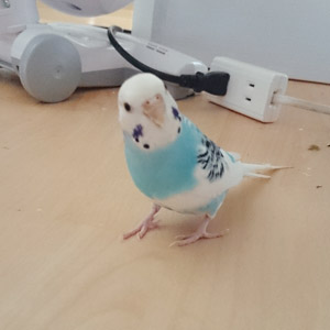 セキセイインコ ぴー 鳥フォトコンテストvol.017 テーマ「歩く」結果発表