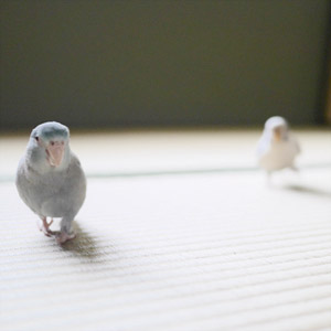 マメルリハ・セキセイインコ マロ・チロ 鳥フォトコンテストvol.017 テーマ「歩く」結果発表