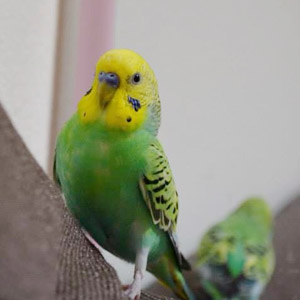 セキセイインコ サリー 鳥フォトコンテストvol.017 テーマ「歩く」結果発表