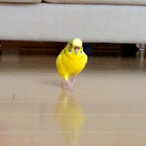 セキセイインコ ポン 鳥フォトコンテストvol.017 テーマ「歩く」結果発表
