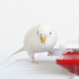 セキセイインコ ばなな 鳥フォトコンテストvol.017 テーマ「歩く」結果発表
