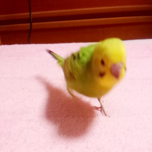 セキセイインコ ぴーすけ 鳥フォトコンテストvol.017 テーマ「歩く」結果発表