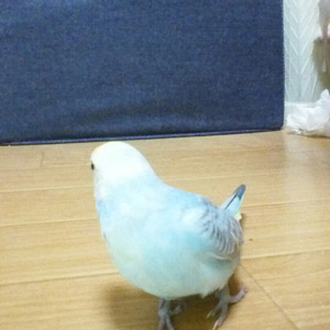 セキセイインコ てん 鳥フォトコンテストvol.017 テーマ「歩く」結果発表