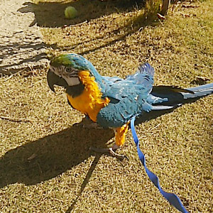 ルリコンゴウインコ 柳 鳥フォトコンテストvol.017 テーマ「歩く」結果発表