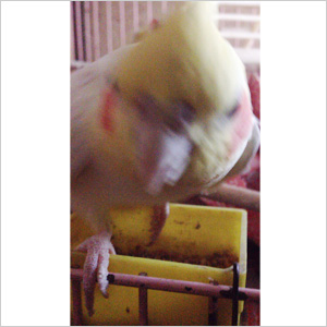 オカメインコ プー 鳥フォトコンテストvol.017 テーマ「歩く」結果発表