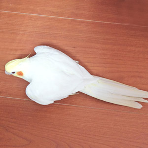 オカメインコ れい 鳥フォトコンテストvol.017 テーマ「歩く」結果発表