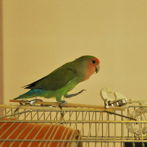 コザクラインコ すいか 鳥フォトコンテストvol.017 テーマ「歩く」結果発表