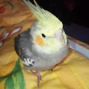 オカメインコ ピロ助 鳥フォトコンテストvol.017 テーマ「歩く」結果発表