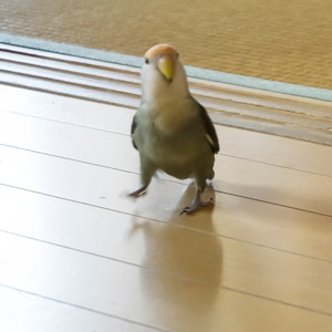 コザクラインコ チャコ 鳥フォトコンテストvol.017 テーマ「歩く」結果発表