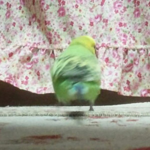 セキセイインコ みどり 鳥フォトコンテストvol.017 テーマ「歩く」結果発表