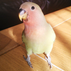 コザクラインコ ぐり 鳥フォトコンテストvol.017 テーマ「歩く」結果発表