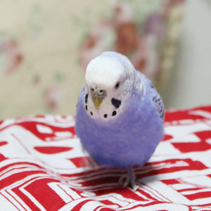 セキセイインコ 寿々 鳥フォトコンテストvol.017 テーマ「歩く」結果発表