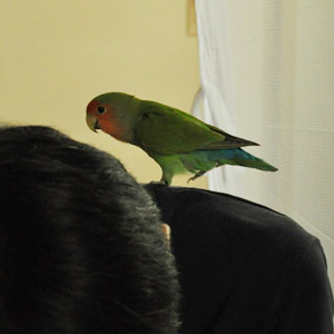 コザクラインコ すいか 鳥フォトコンテストvol.017 テーマ「歩く」結果発表