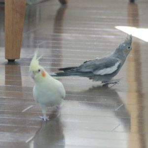 オカメインコ 碧・霄 鳥フォトコンテストvol.017 テーマ「歩く」結果発表