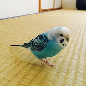 セキセイインコ モン 鳥フォトコンテストvol.017 テーマ「歩く」結果発表