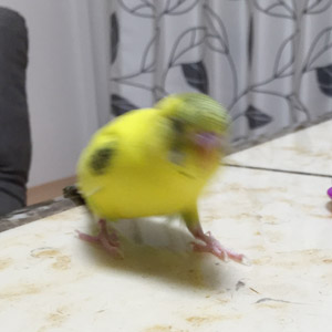 セキセイインコ タラ 鳥フォトコンテストvol.017 テーマ「歩く」結果発表