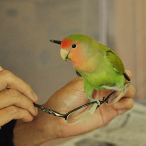 コザクラインコ すいか 鳥フォトコンテストvol.017 テーマ「歩く」結果発表
