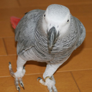 ヨウム アイ 鳥フォトコンテストvol.017 テーマ「歩く」結果発表