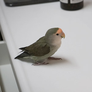 コザクラインコ チャコ 鳥フォトコンテストvol.017 テーマ「歩く」結果発表