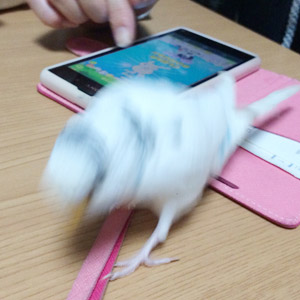 セキセイインコ ダイチャス 鳥フォトコンテストvol.017 テーマ「歩く」結果発表