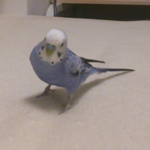 セキセイインコ ピヨジ 鳥フォトコンテストvol.017 テーマ「歩く」結果発表