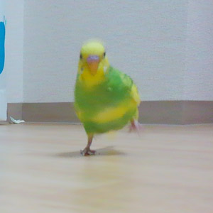 セキセイインコ ポジ 鳥フォトコンテストvol.017 テーマ「歩く」結果発表