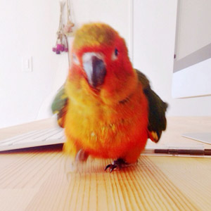 コガネメキシコインコ ココ 鳥フォトコンテストvol.017 テーマ「歩く」結果発表