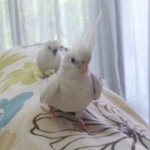 セキセイインコ・オカメインコ しろ・ぷー 鳥フォトコンテストvol.017 テーマ「歩く」結果発表