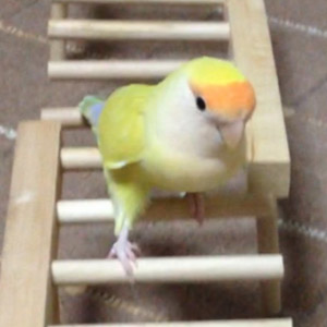 コザクラインコ ポポ 鳥フォトコンテストvol.017 テーマ「歩く」結果発表