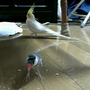 オカメインコ・桜文鳥 ビリー・ピー祐 鳥フォトコンテストvol.017 テーマ「歩く」結果発表