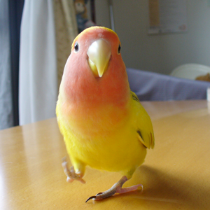 鳥フォトコンテスト「もも」さん