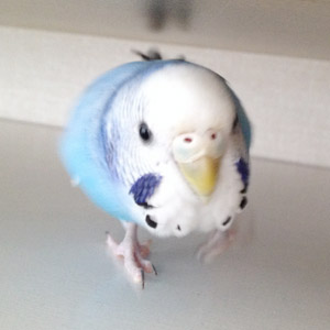 セキセキインコ ポポ 鳥フォトコンテストvol.017 テーマ「歩く」結果発表