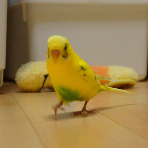 セキセイインコ ちろる 鳥フォトコンテストvol.017 テーマ「歩く」結果発表
