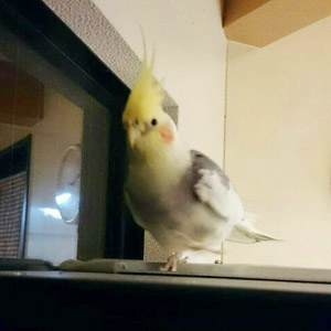 オカメインコ ココ 鳥フォトコンテストvol.017 テーマ「歩く」結果発表