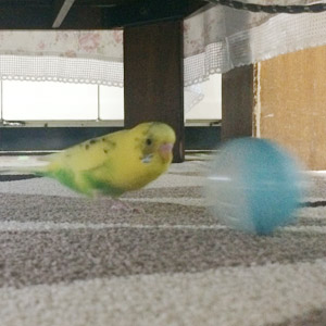 セキセイインコ ころもち 鳥フォトコンテストvol.017 テーマ「歩く」結果発表