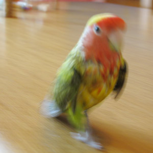 コザクラインコ ちー 鳥フォトコンテストvol.017 テーマ「歩く」結果発表