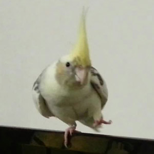オカメインコ ひなた 鳥フォトコンテストvol.017 テーマ「歩く」結果発表