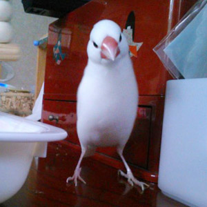 白文鳥 ユキ 鳥フォトコンテストvol.017 テーマ「歩く」結果発表