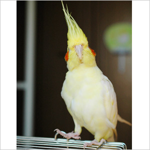 オカメインコ キィ 鳥フォトコンテストvol.017 テーマ「歩く」結果発表