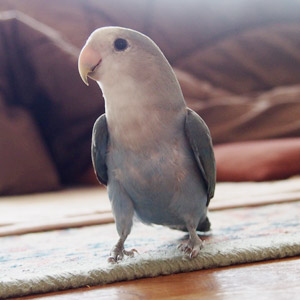 コザクラインコ ラピス 鳥フォトコンテストvol.017 テーマ「歩く」結果発表